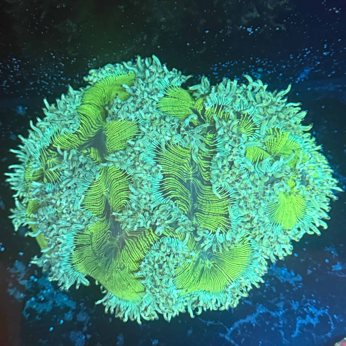 HORTUM PASSAT/A1/CAYB/CAYC 1.6 TDI